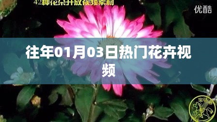 精選花卉視頻，歷年一月三日熱門盤點
