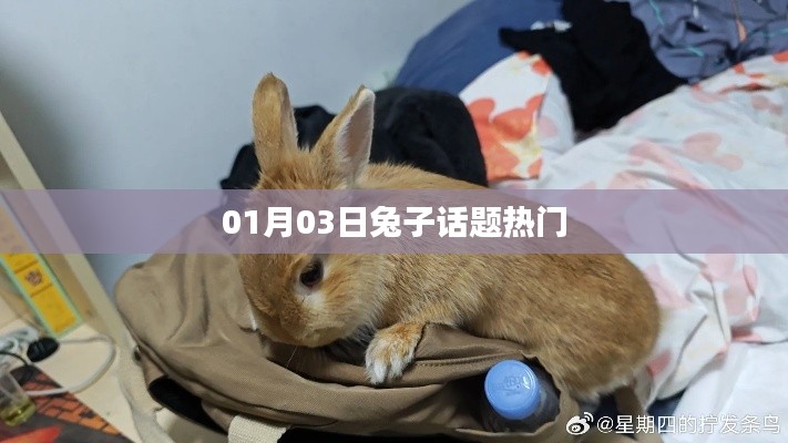兔子話題熱議，聚焦最新動(dòng)態(tài)