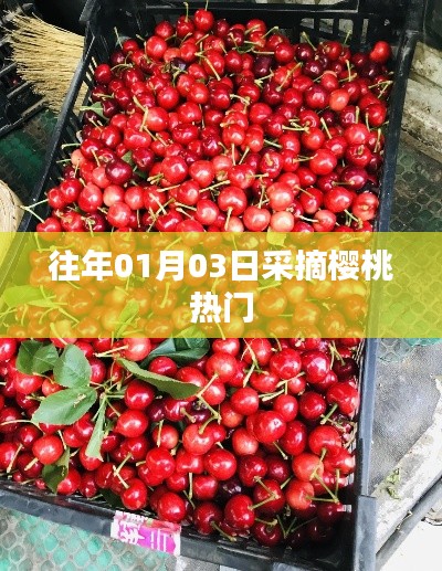 櫻桃采摘高峰，歷年一月初的盛況