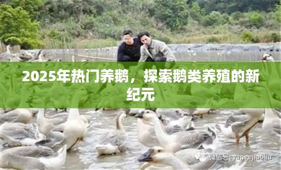 探索鵝類養(yǎng)殖新紀(jì)元，為何選擇養(yǎng)鵝成為熱門選擇？