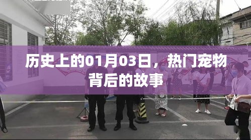 熱門寵物背后的故事，歷史上的1月3日揭秘