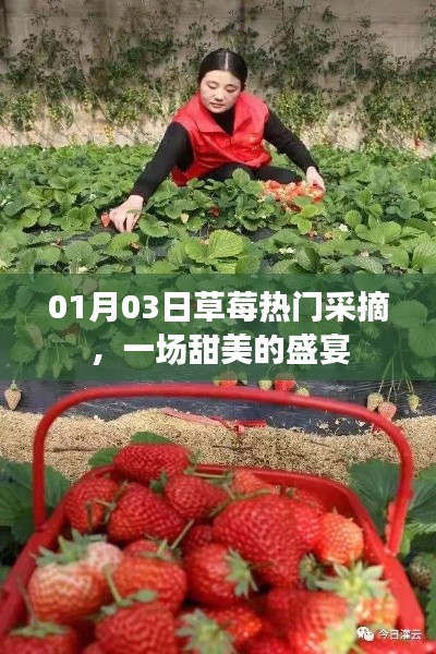 草莓盛宴，冬日采摘樂趣，盡享甜美時光