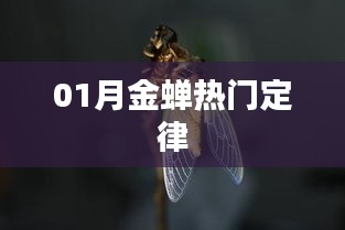 金蟬定律，揭秘一月份熱門趨勢
