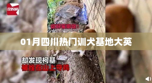 四川大英熱門訓犬基地一月風采展示