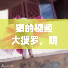 豬的視頻大搜羅，萌趣瞬間一網(wǎng)打盡！