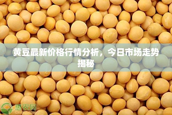 黃豆最新價(jià)格行情分析，今日市場(chǎng)走勢(shì)揭秘