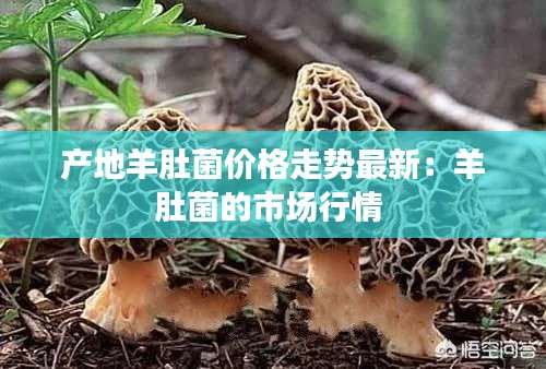 產(chǎn)地羊肚菌價格走勢最新：羊肚菌的市場行情 