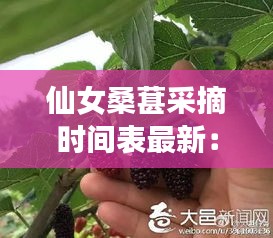 仙女桑葚采摘時(shí)間表最新：仙女村在哪里 