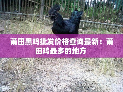 莆田黑雞批發(fā)價格查詢最新：莆田雞最多的地方 