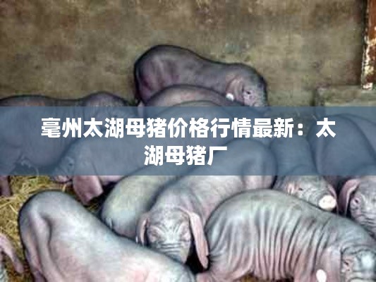 毫州太湖母豬價(jià)格行情最新：太湖母豬廠 
