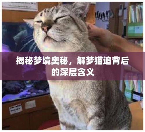 揭秘夢境奧秘，解夢貓追背后的深層含義
