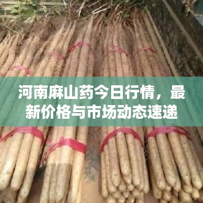 河南麻山藥今日行情，最新價格與市場動態(tài)速遞