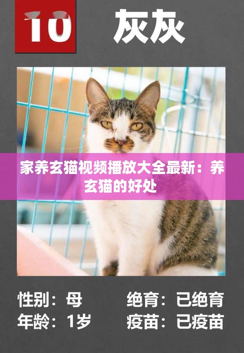 家養(yǎng)玄貓視頻播放大全最新：養(yǎng)玄貓的好處 