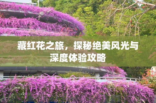藏紅花之旅，探秘絕美風(fēng)光與深度體驗(yàn)攻略