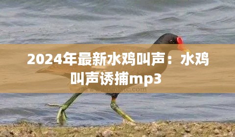 2024年最新水雞叫聲：水雞叫聲誘捕mp3 