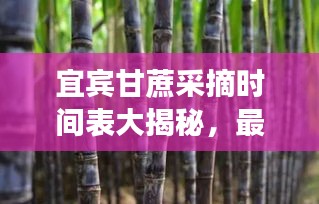 宜賓甘蔗采摘時(shí)間表大揭秘，最新時(shí)間表助你輕松掌握采摘好時(shí)機(jī)！