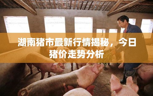 湖南豬市最新行情揭秘，今日豬價走勢分析
