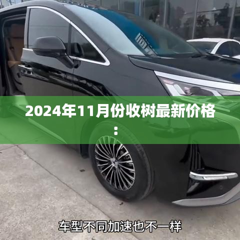 2024年11月份收樹(shù)最新價(jià)格： 