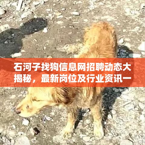 石河子找狗信息網(wǎng)招聘動態(tài)大揭秘，最新崗位及行業(yè)資訊一網(wǎng)打盡