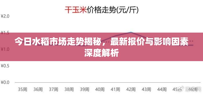 今日水稻市場(chǎng)走勢(shì)揭秘，最新報(bào)價(jià)與影響因素深度解析