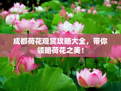 成都荷花觀賞攻略大全，帶你領(lǐng)略荷花之美！