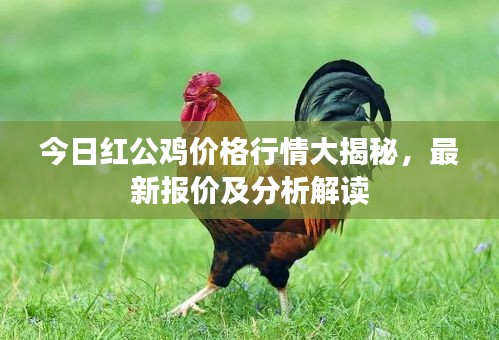 今日紅公雞價(jià)格行情大揭秘，最新報(bào)價(jià)及分析解讀