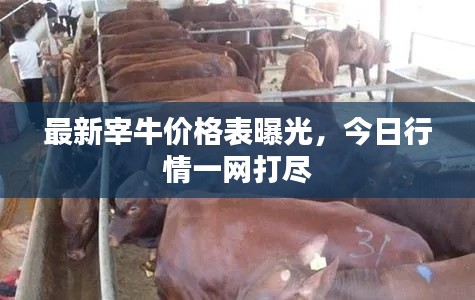 最新宰牛價(jià)格表曝光，今日行情一網(wǎng)打盡