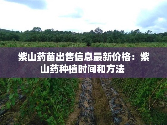 紫山藥苗出售信息最新價格：紫山藥種植時間和方法 