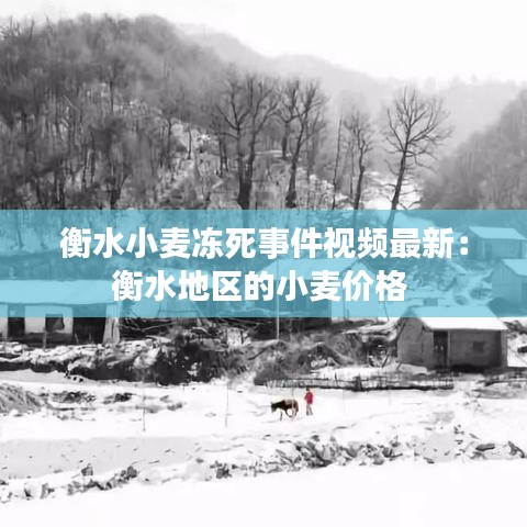 衡水小麥凍死事件視頻最新：衡水地區(qū)的小麥價格 