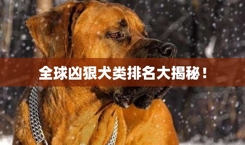 全球兇狠犬類排名大揭秘！