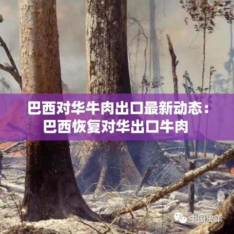 巴西對華牛肉出口最新動(dòng)態(tài)：巴西恢復(fù)對華出口牛肉 