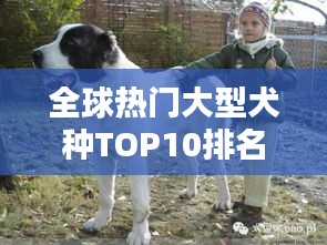 全球熱門大型犬種TOP10排名，你最想養(yǎng)哪一種？