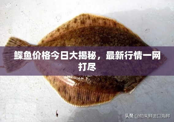 鰈魚價格今日大揭秘，最新行情一網(wǎng)打盡