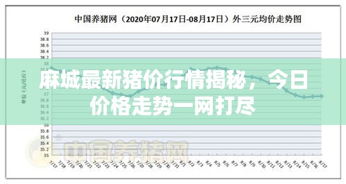 麻城最新豬價(jià)行情揭秘，今日價(jià)格走勢(shì)一網(wǎng)打盡