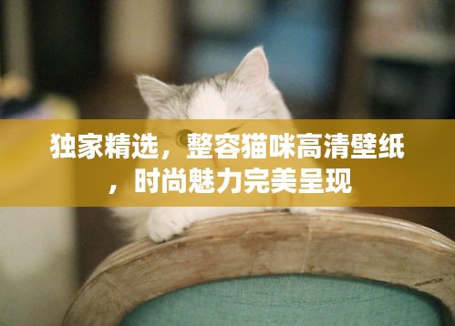 獨家精選，整容貓咪高清壁紙，時尚魅力完美呈現(xiàn)