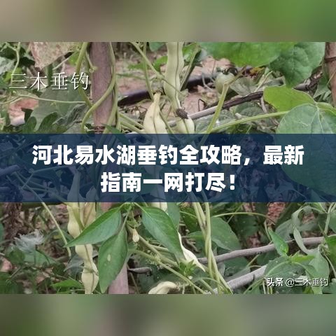河北易水湖垂釣全攻略，最新指南一網(wǎng)打盡！
