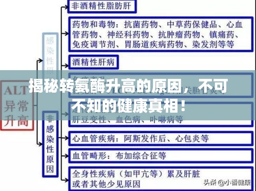 揭秘轉(zhuǎn)氨酶升高的原因，不可不知的健康真相！