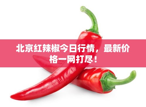 北京紅辣椒今日行情，最新價格一網(wǎng)打盡！