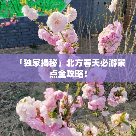 「獨家揭秘」北方春天必游景點全攻略！