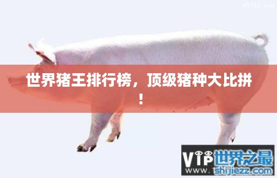 世界豬王排行榜，頂級豬種大比拼！
