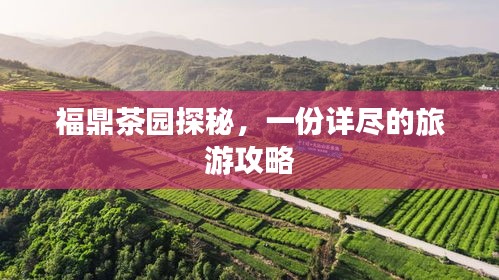 福鼎茶園探秘，一份詳盡的旅游攻略