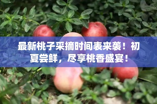 最新桃子采摘時間表來襲！初夏嘗鮮，盡享桃香盛宴！