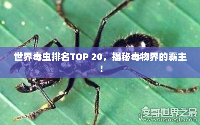 世界毒蟲排名TOP 20，揭秘毒物界的霸主！