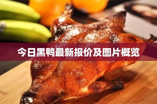 今日黑鴨最新報(bào)價(jià)及圖片概覽