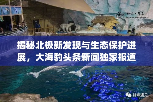 揭秘北極新發(fā)現(xiàn)與生態(tài)保護(hù)進(jìn)展，大海豹頭條新聞獨(dú)家報(bào)道