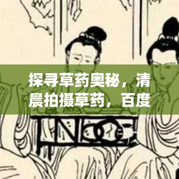 探尋草藥奧秘，清晨拍攝草藥，百度帶你領(lǐng)略自然之美！