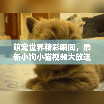 萌寵世界精彩瞬間，最新小狗小貓視頻大放送！