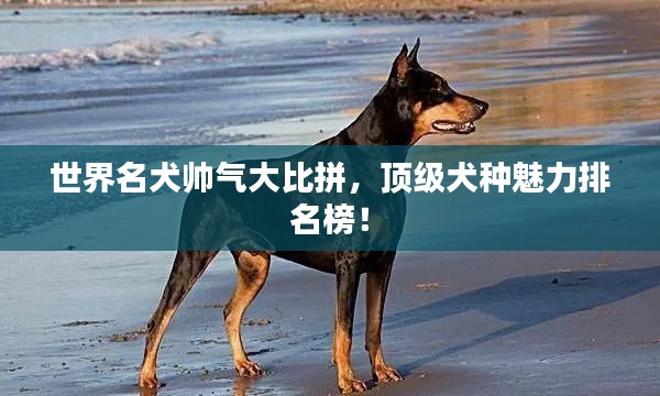 世界名犬帥氣大比拼，頂級(jí)犬種魅力排名榜！
