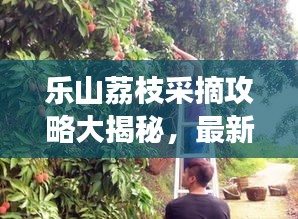 樂(lè)山荔枝采摘攻略大揭秘，最新指南助你暢游荔枝園