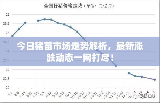今日豬苗市場(chǎng)走勢(shì)解析，最新漲跌動(dòng)態(tài)一網(wǎng)打盡！